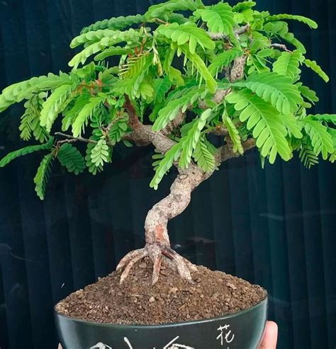 Tamarind tree: growing at home | Faterra