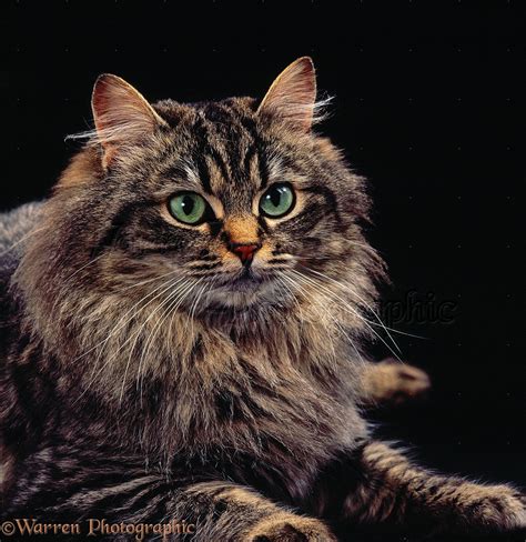 Portrait of long-haired tabby cat photo WP34904