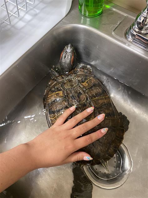 Full Grown Red Ear Slider Turtle Turtle Size Chart | Red Eared Slider