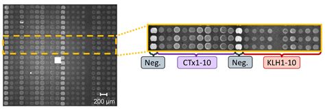 Highly Multiplexed Label-Free Imaging Sensor for Accurate ...