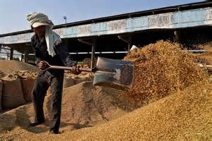 From shortage to surplus: India pours record rice crop into ethanol