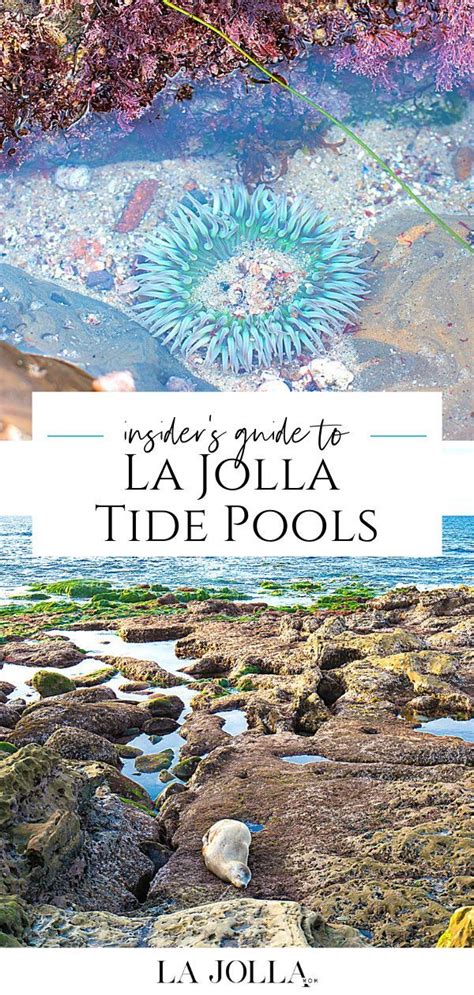 La Jolla Tide Calendar | Plan Your Year Easily!