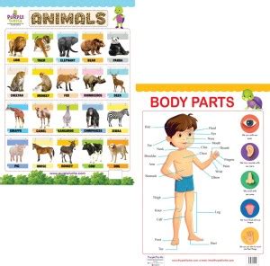Body Parts and Animals Wall charts for Kids: Buy Body Parts and Animals ...