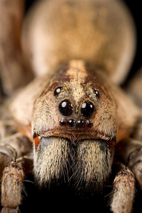 Tarantula Spider Eyes