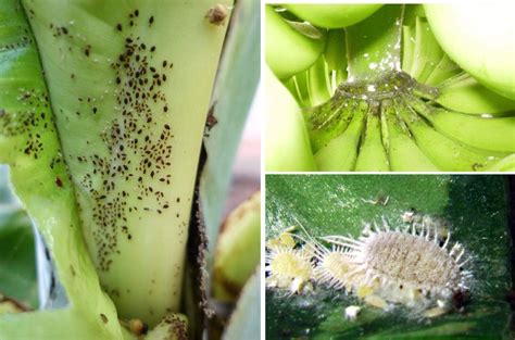 What Insects Can Damage Your Banana Harvest And How To Stop Them