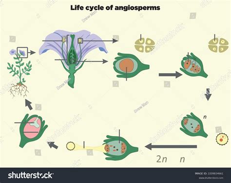 Lebenszyklus Der Angiospermen