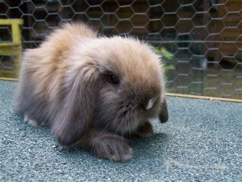 Hasen Kaninchen Kleinanzeigen | Hasen Kaninchen Annoncen | Hasen ...