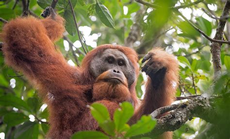Sumatra’s Deadly Floods May Have Pushed a Rare Ape Closer to the Brink ...