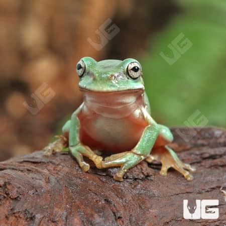 Image result for Snowflake Dumpy Tree Frog