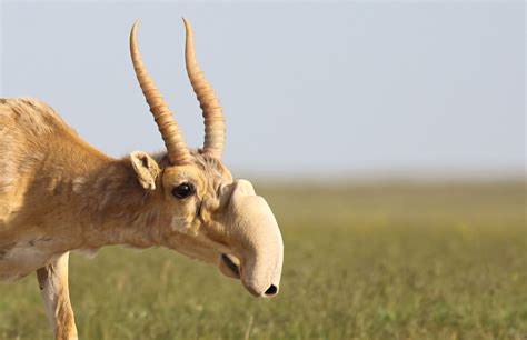 During summer migrations, the Saiga's large nose helps to filter out ...