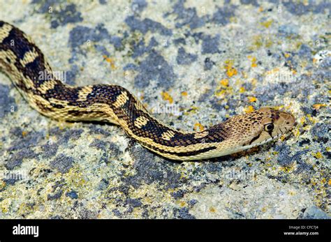 Image result for Gopherhawk Snake Probe