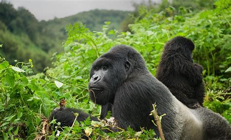 How Long Do Gorillas Live