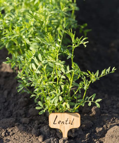 How to grow lentils – is it simple to grow this…