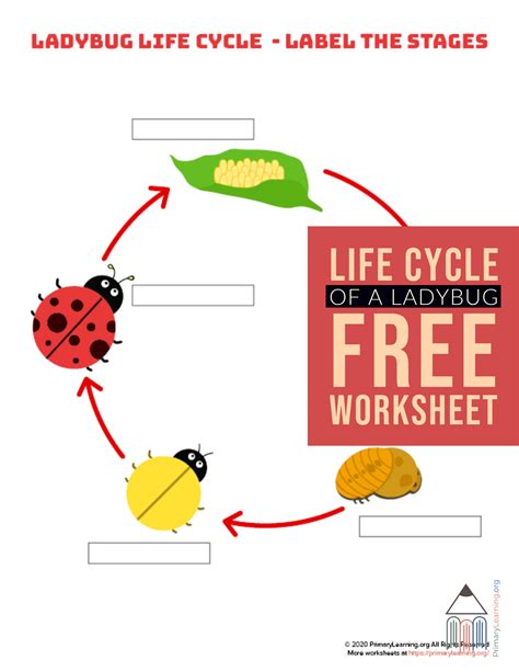 Image result for Ladybug Life Cycle Printable