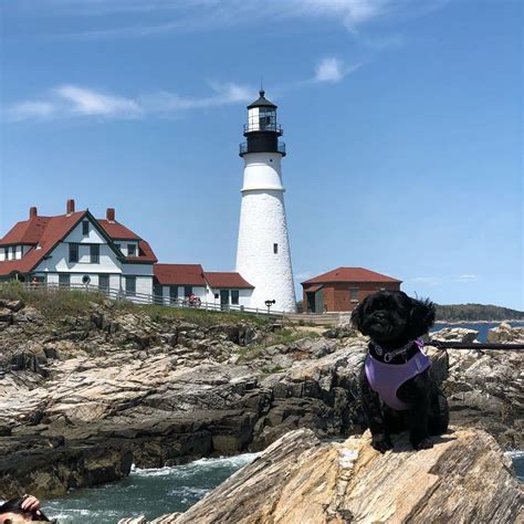 A Weekend in Dog-Friendly Portland, Maine - BringFido