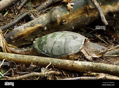 Image result for Snapping Turtle Running