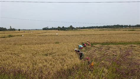 Distractions from the beginning of the harvest: ଧାନକିଣା ଆରମ୍ଭରୁ ବିଭ୍ରାଟ ...