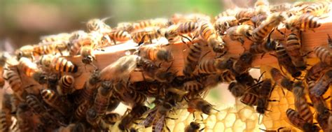 空蜂箱怎么引来野生蜜蜂？ - 新手养蜂 - 酷蜜蜂