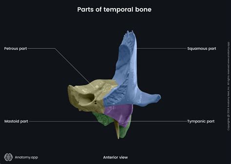 Temporal Bone Anatomy 3d Brain Anatomy Temporal Bone Stock Photo