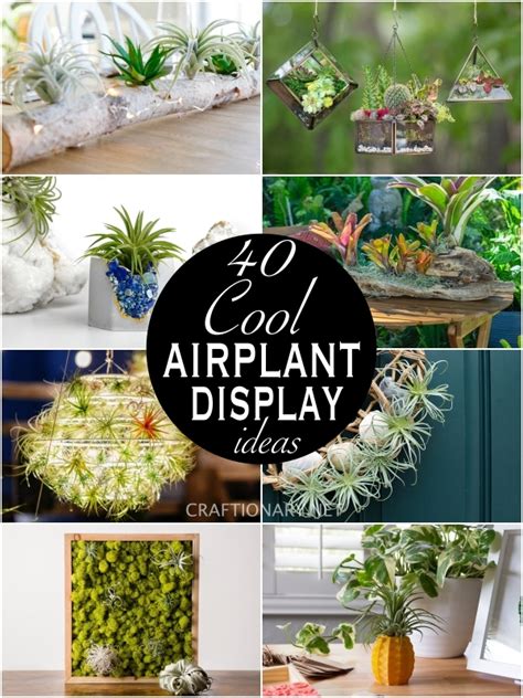 Air Plant Display Ideas 的图像结果