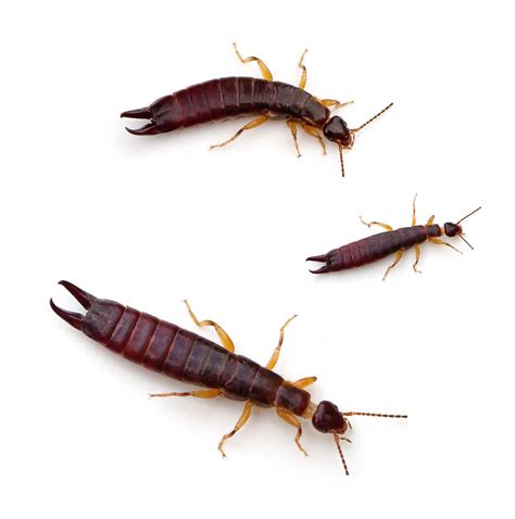 Earwigs...Pincher Bugs? Which is it already? - How To Pest