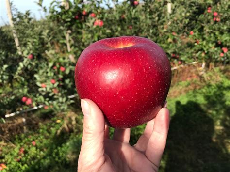 3 must-visit apple orchards in upstate NY: See where to pick and play ...