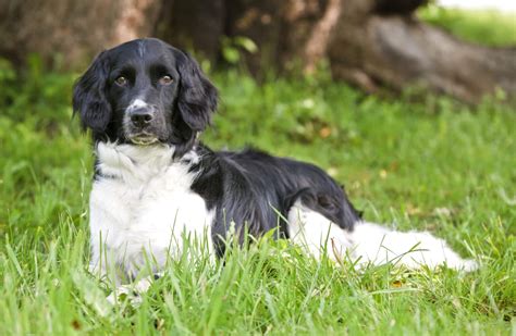 Image result for Rarest Dogs