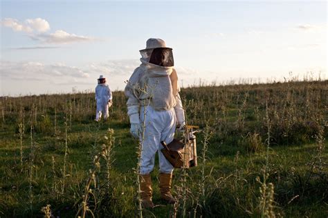 Africanized Killer Bees 的图像结果