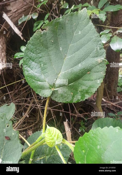 Stinging Nettle Tree 的图像结果