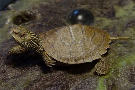 梦到乌龟下蛋是好事还是坏事-安测网