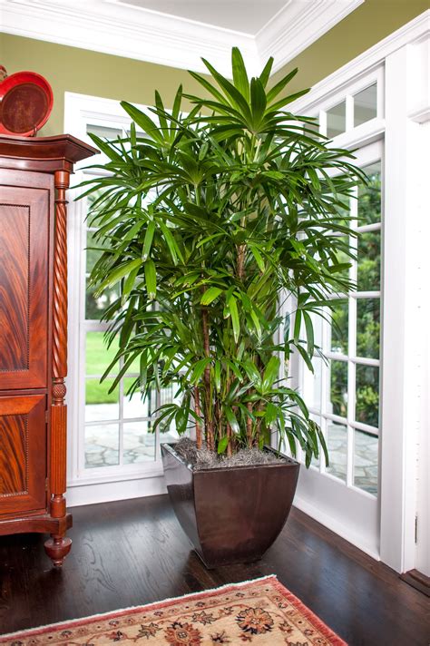 Wonderful Info About Palm Tree For Room - Wavea