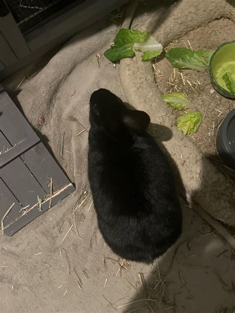 Very concerned about my bunny being overweight. Should I make a vet ...