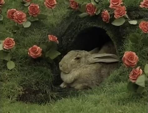 Image result for Teletubbies Animal Rhythms US Version