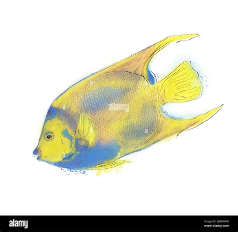 Image result for Colorful Angelfish