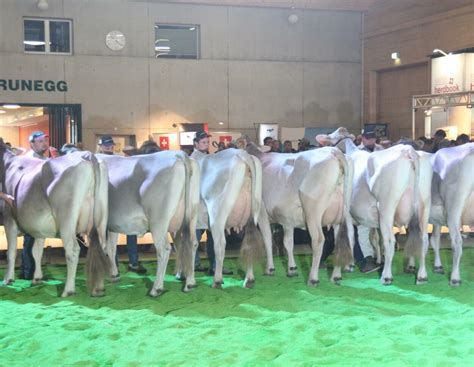 Schweizer Braunvieh-Zuchtwerte I: Simbaboy baut Führung aus ...