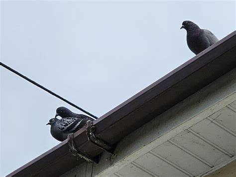 It's okay, Buddy. Squint at them all you want, we'll love you instead ...