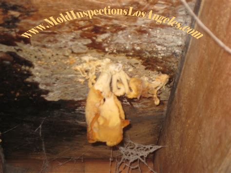 For Mold Inspection And Testing and If you looking for Best Mold ...