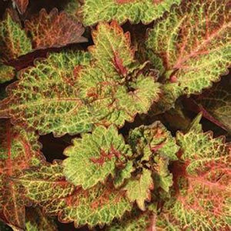 Coleus ChargedUp Indian Summer – Green Valley Garden Centre