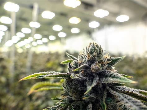 Why Trulieve Cannabis Skyrocketed 14.1% Today | The Motley Fool