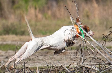 Sporting Dogs 的图像结果