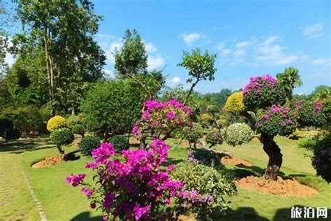 2021这个植物园是西双版纳最值得游览的精品景区。无数的向往汇聚成一首纯粹而烂漫的岁月之歌。也可以选择步行_中科院西双版纳热带植物园-评论-去哪儿攻略