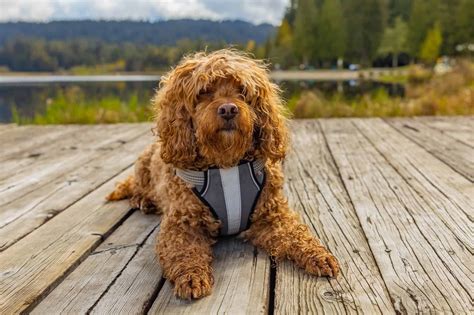 How Much Food To Feed A Cavapoo Puppy at Michiko Durbin blog