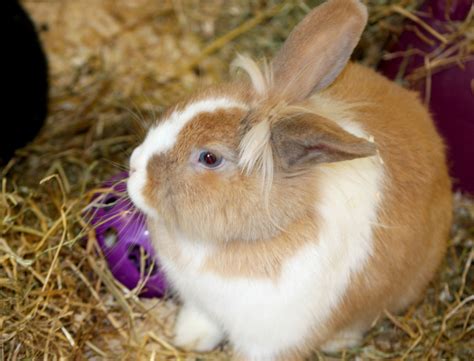 Image result for Bunny Ceramic Tutorial