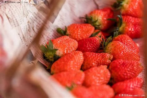 如何才能把自家草莓卖好，你需要这些走心文案|草莓_新浪新闻
