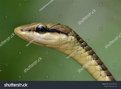 Non Poisonous Snakes