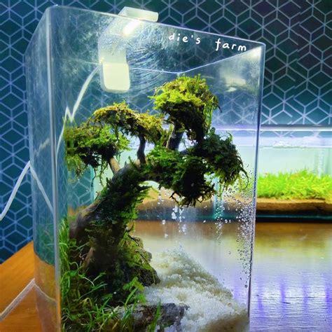 Jual Aquarium Aquascape Mini Bonsai Soliter Akrilik Ikan Cupang Hias ...