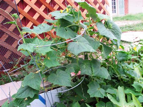 Growing Japanese Cucumbers at Jay Hunter blog