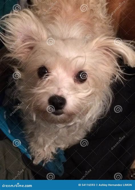 Paloma my dog stock image. Image of yorkie, paloma, corgi - 54116593