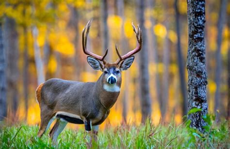 South Carolina's 2025 Hunting and Trapping Seasons Approved
