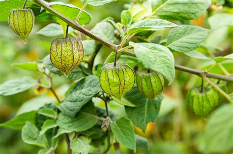 Cape Gooseberries